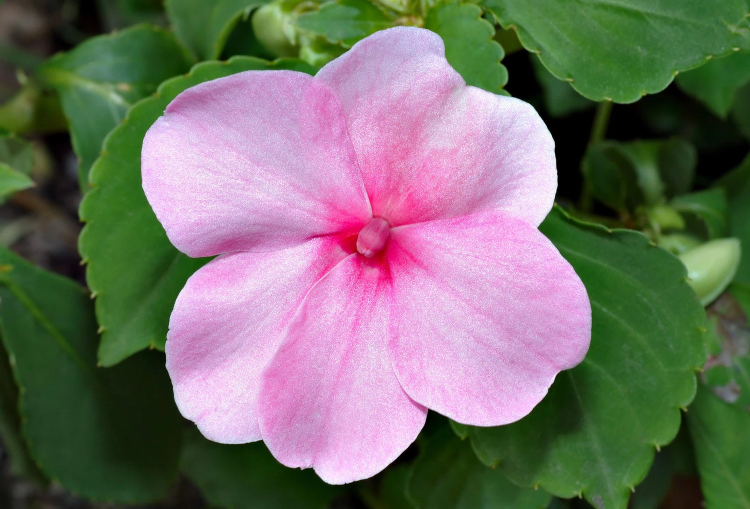 Busy Lizzie 'Baby' Pink - 120 seeds (Impatiens walleriana)