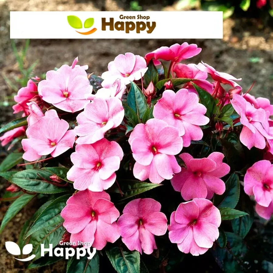 Busy Lizzie 'Baby' Pink - 120 seeds (Impatiens walleriana)
