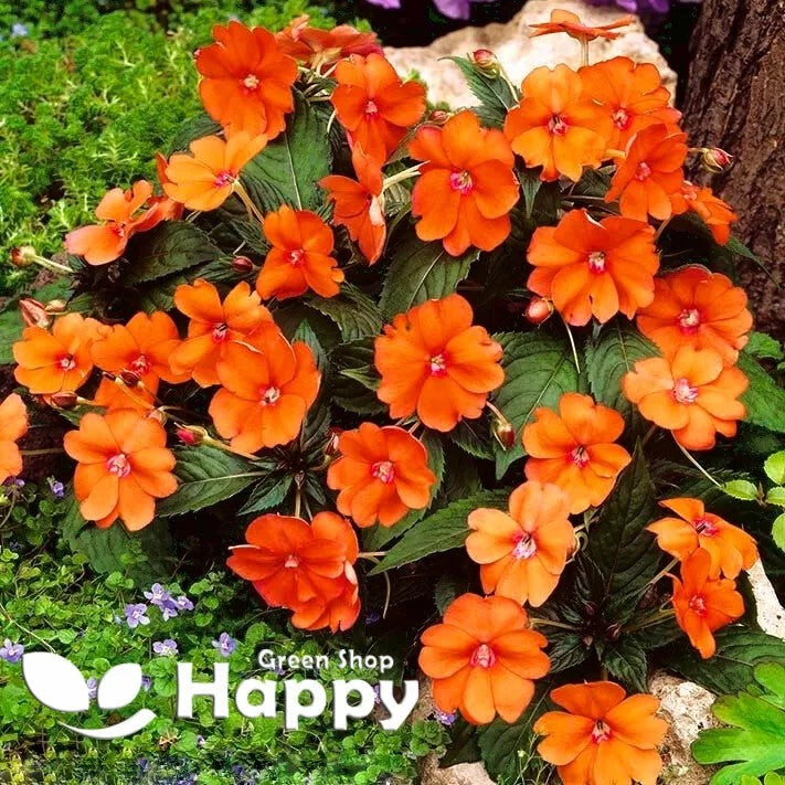 Busy Lizzie 'Baby' Orange - 200 seeds (Impatiens walleriana)