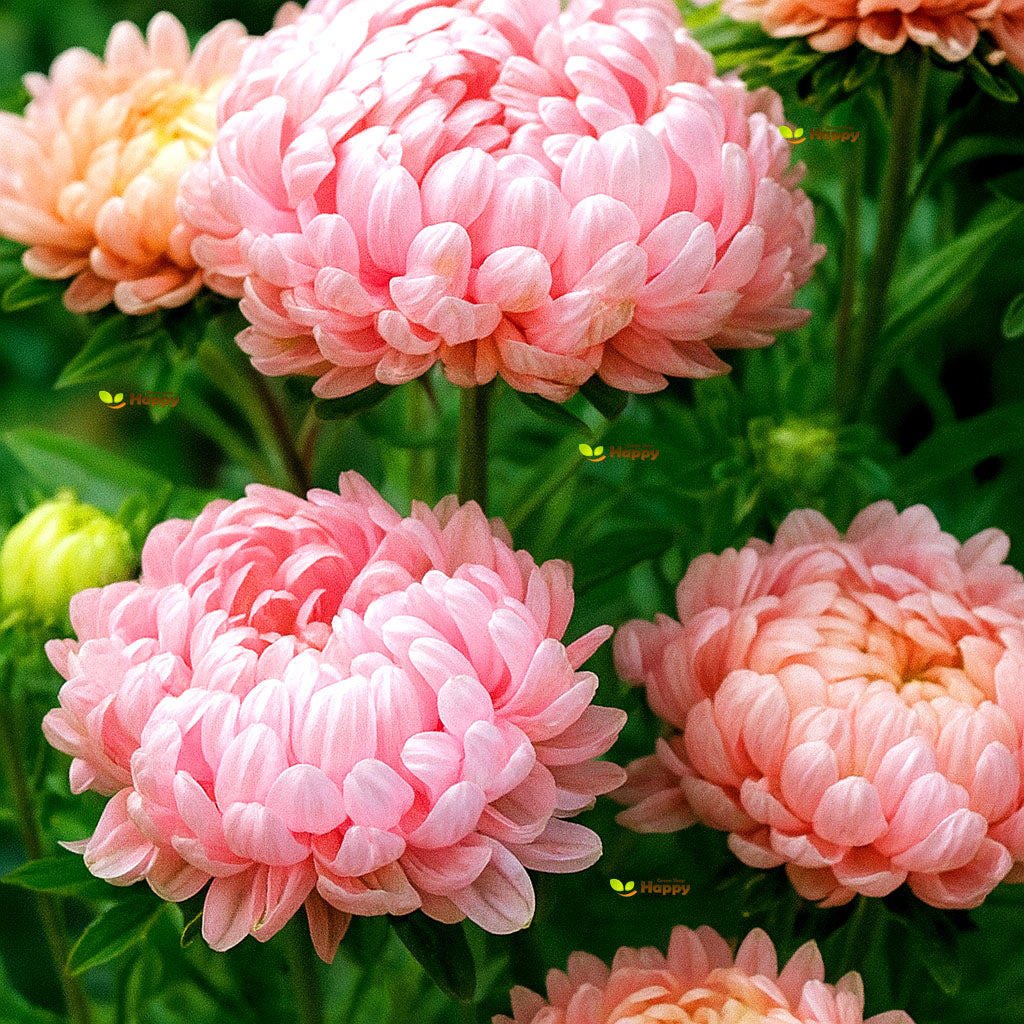 Peony Aster 'Delicate Pink' - 150 seeds (Callistephus chinensis)
