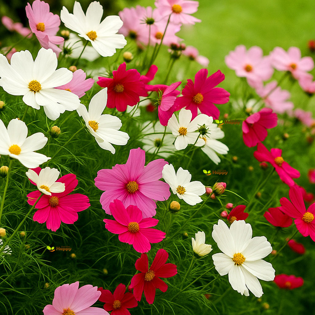 Cosmos 'Sensation' mix - 370 seeds (Cosmos Bipinnatus)