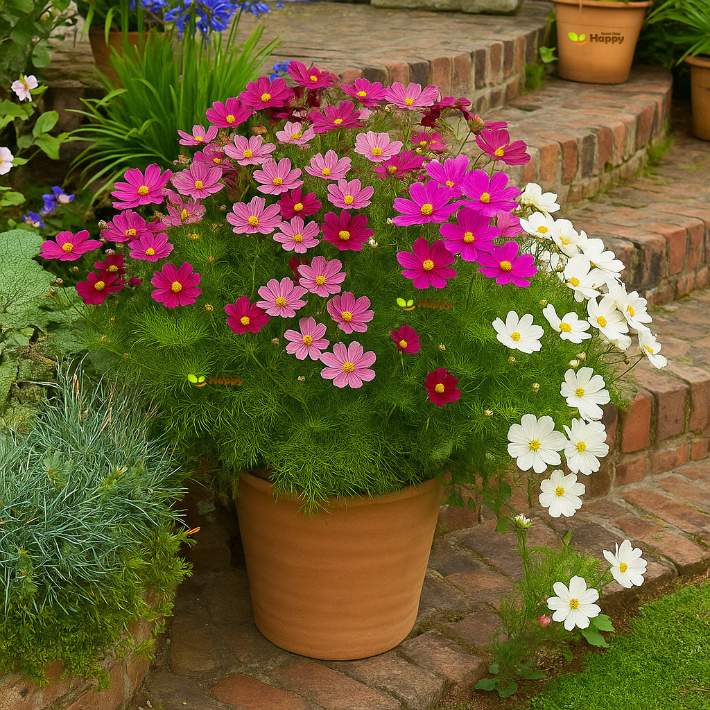 Cosmos 'Sensation' mix - 370 seeds (Cosmos Bipinnatus)
