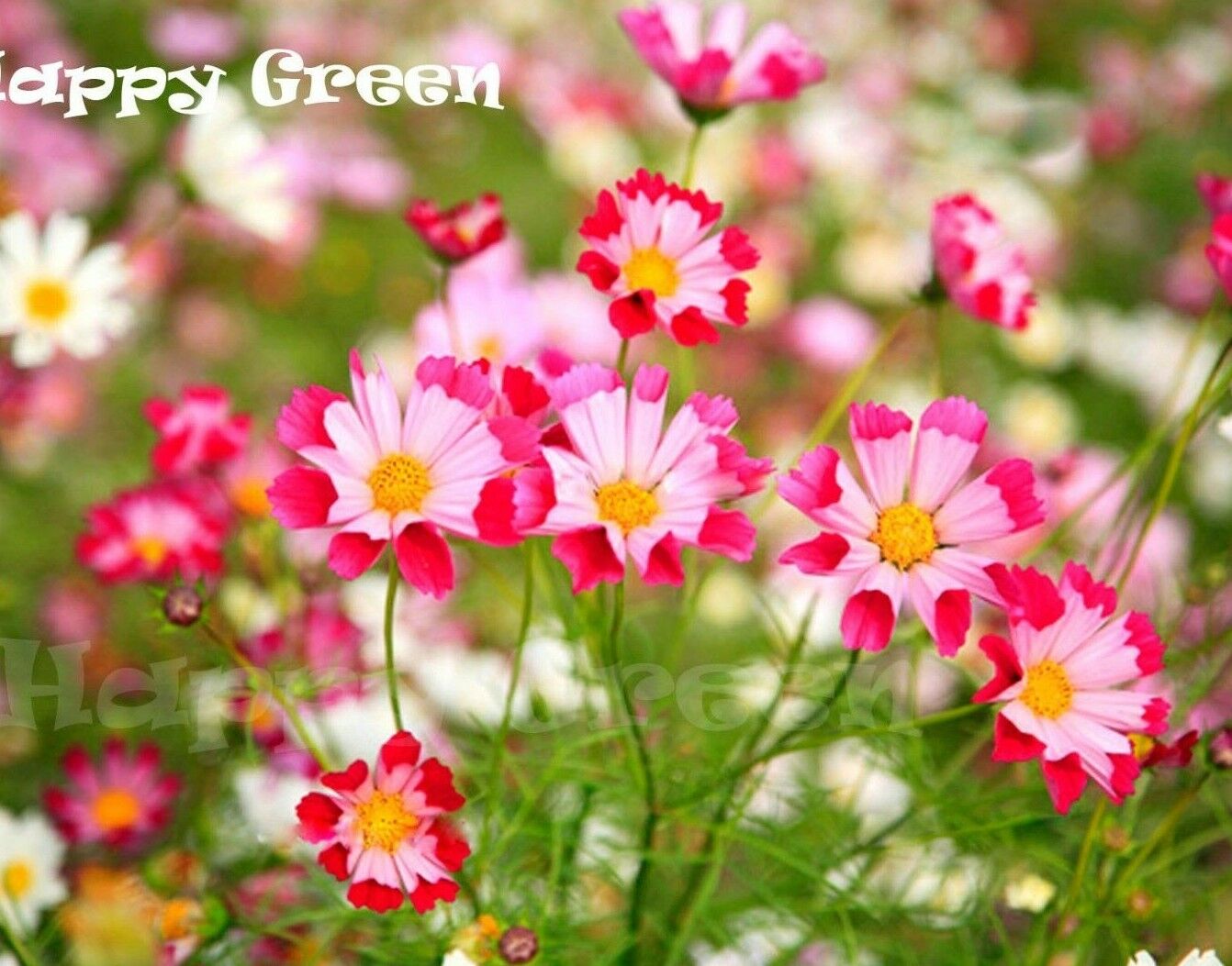 Cosmos 'Sea Shell' Mix - 400 seeds (Cosmos Bipinnatus)