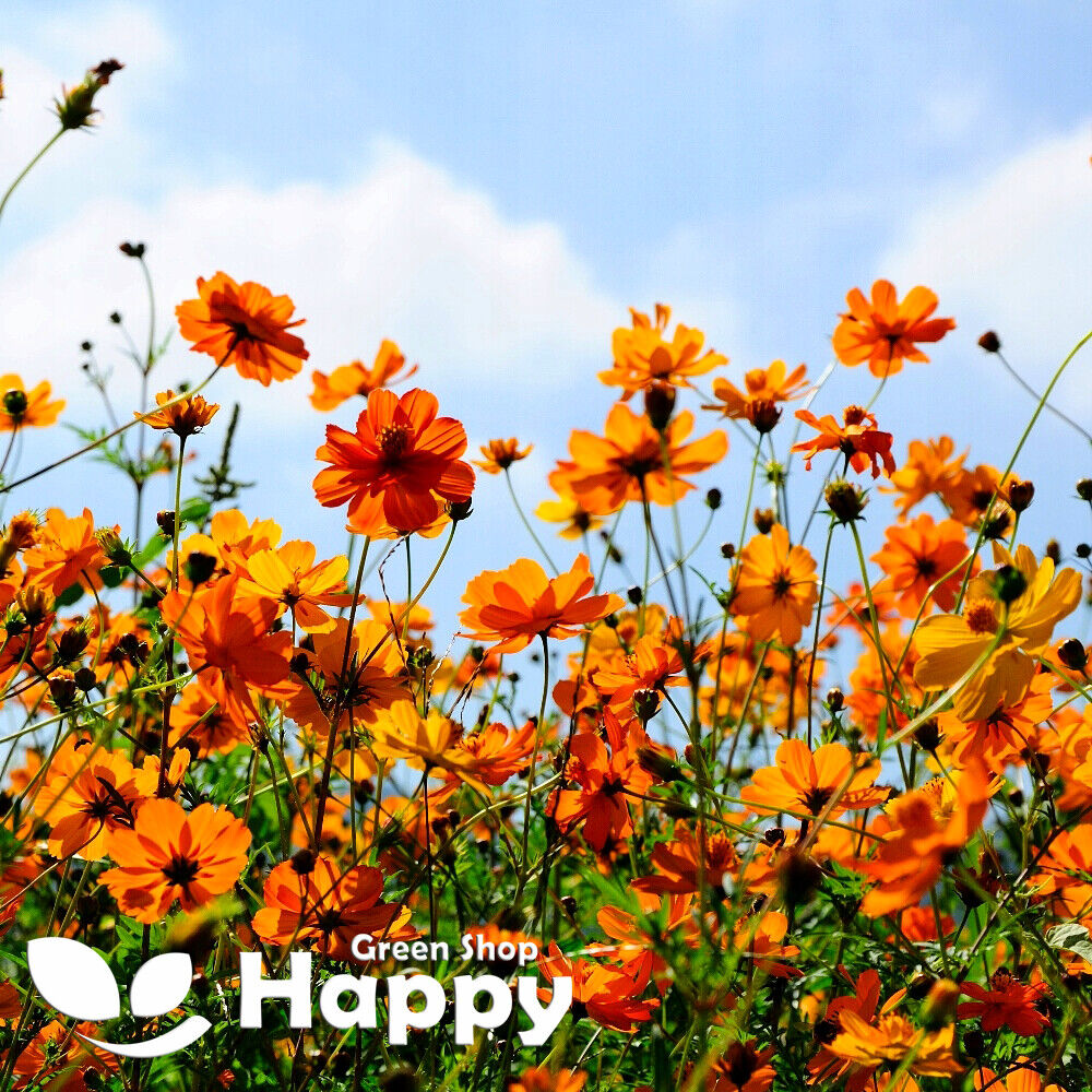 Cosmos 'Polidor' Mix - 250 seeds (Cosmos sulphureus)