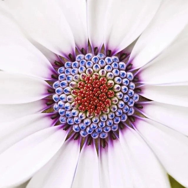 African Daisy white - 30 seeds (Osteospermum ecklonis)