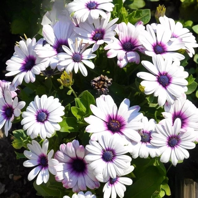 African Daisy white - 30 seeds (Osteospermum ecklonis)