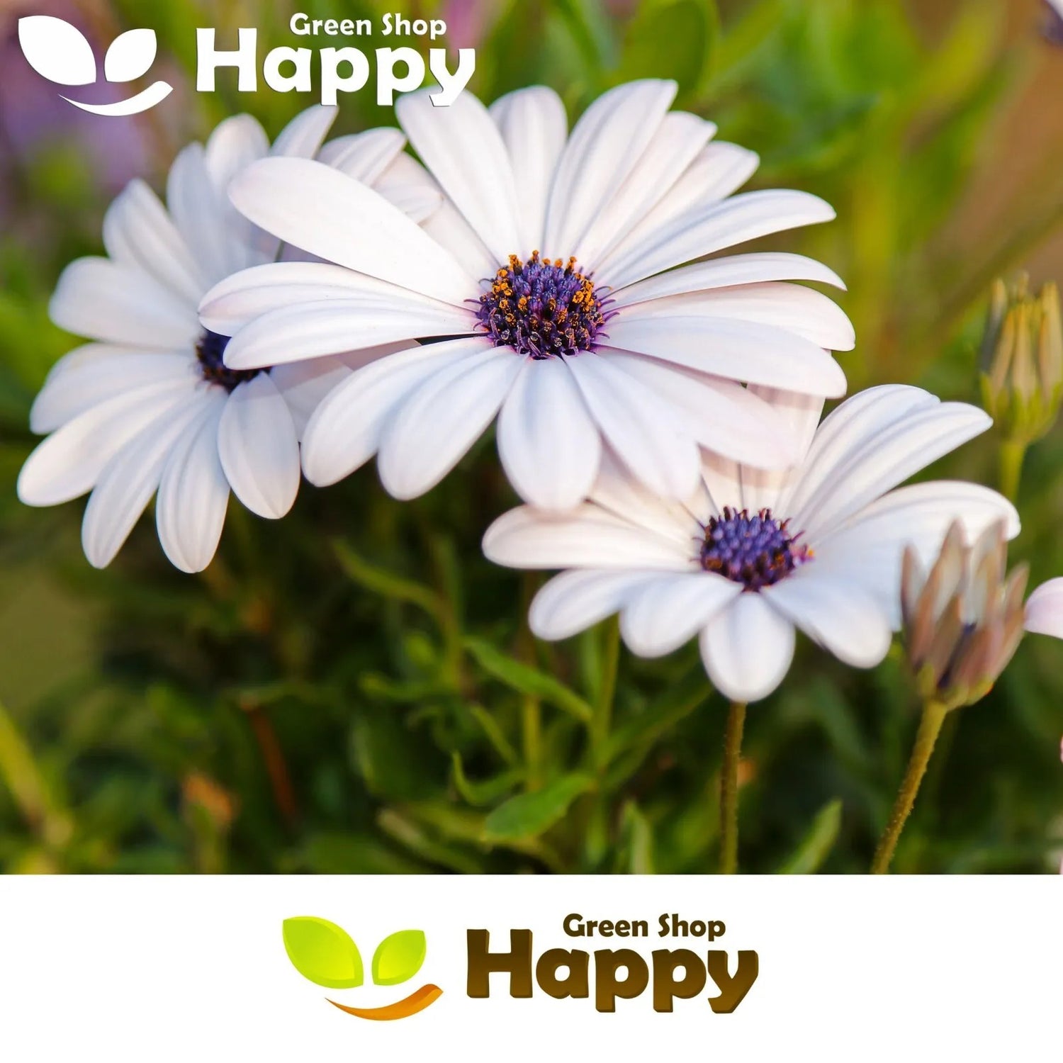 African Daisy white - 30 seeds (Osteospermum ecklonis)