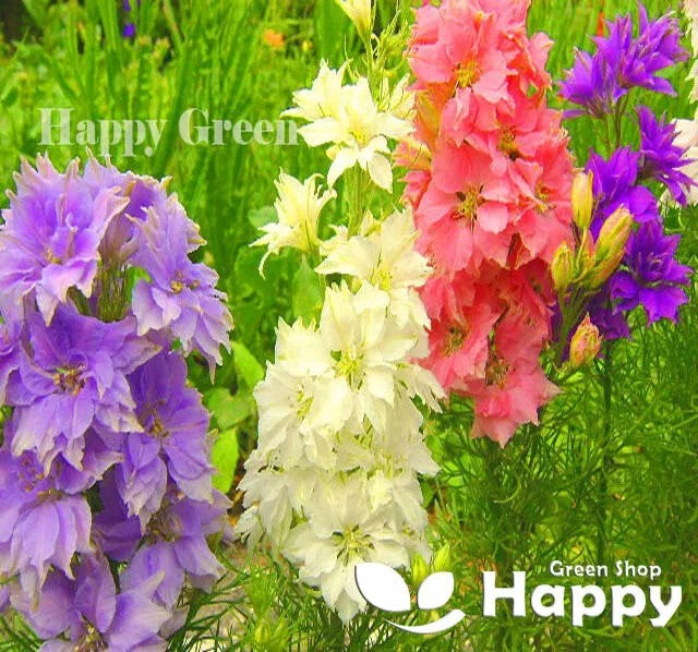 Rocket Larkspur Mix - 600 seeds (Delphinium Ajacis)