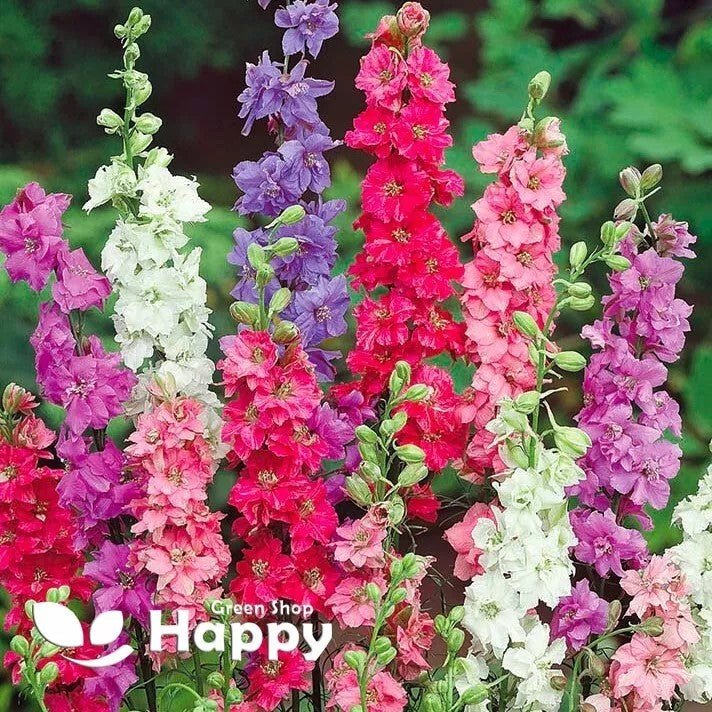 Rocket Larkspur Mix - 300 seeds (Delphinium Consolida)
