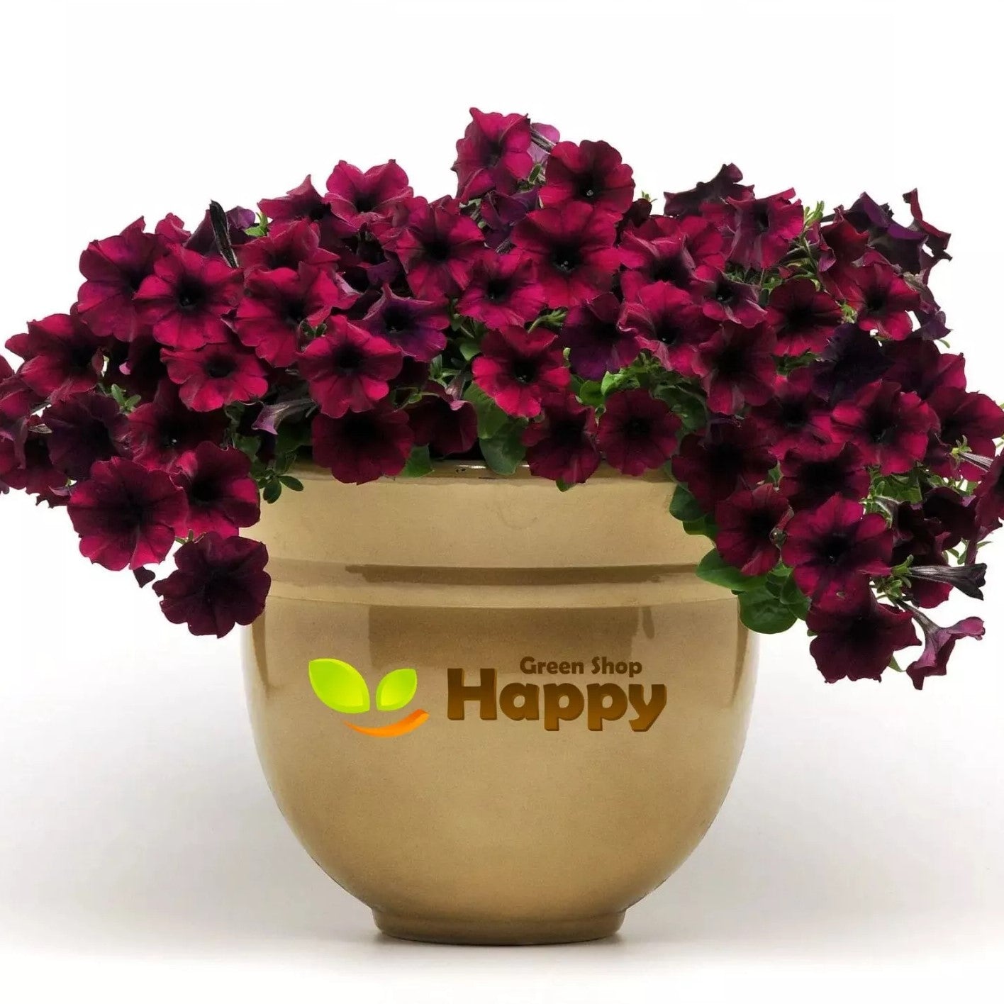 Petunia F1 Quinto Burgundy - 10 seeds (Petunia multiflora dwarf)