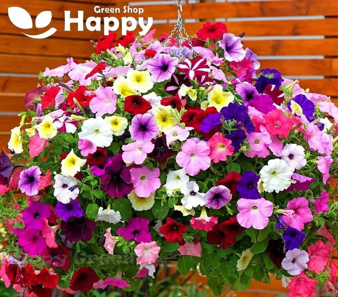 Petunia mix - 1500 seeds (Petunia hybrida pendula)
