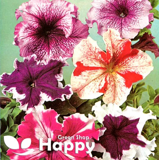 Petunia 'Superbissima' mix - 100 seeds (Petunia grandiflora)