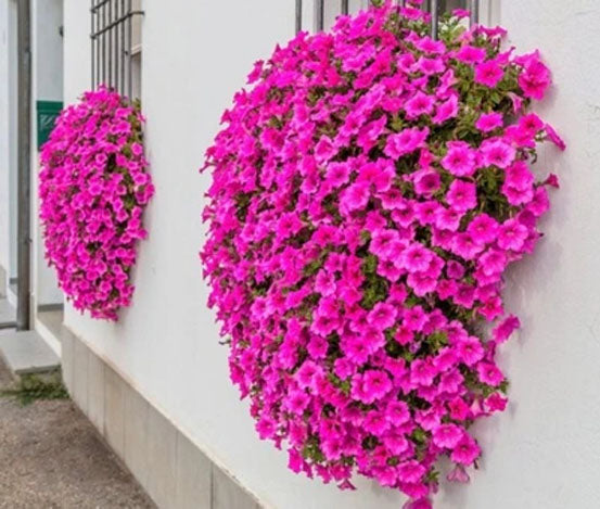 Dwarf Petunia Rose Of Heaven - 800 seeds (Multiflora Series)