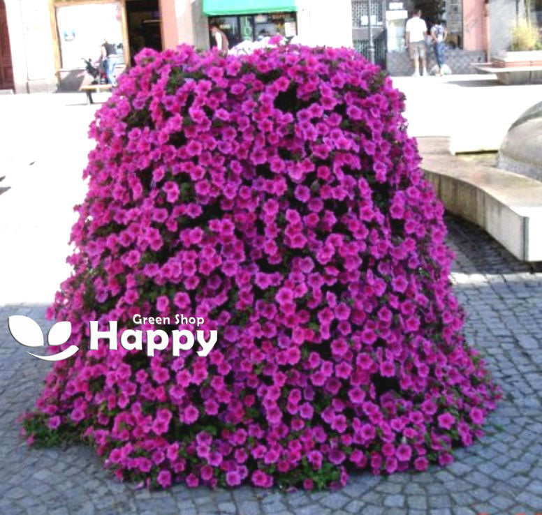 Dwarf Petunia Rose Of Heaven - 800 seeds (Multiflora Series)