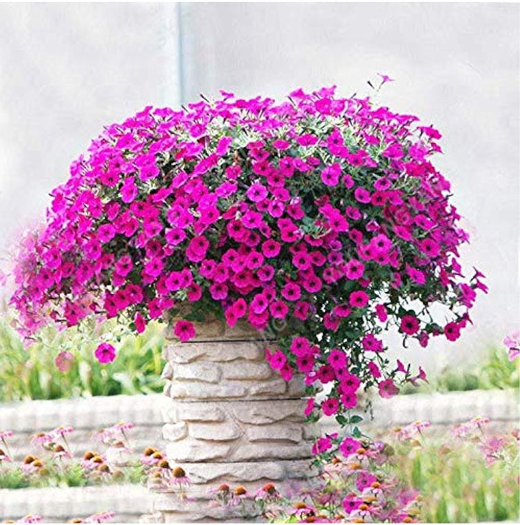 Dwarf Petunia Rose Of Heaven - 800 seeds (Multiflora Series)