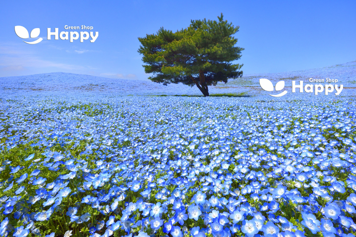 Nemophila 'Baby Blue Eyes' - 1500 seeds (Nemophila menziesii insignis)