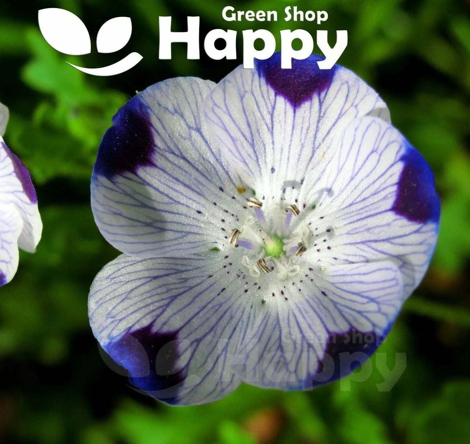 Nemophila 'Five Spot' - 350 seeds (Nemophila maculata)