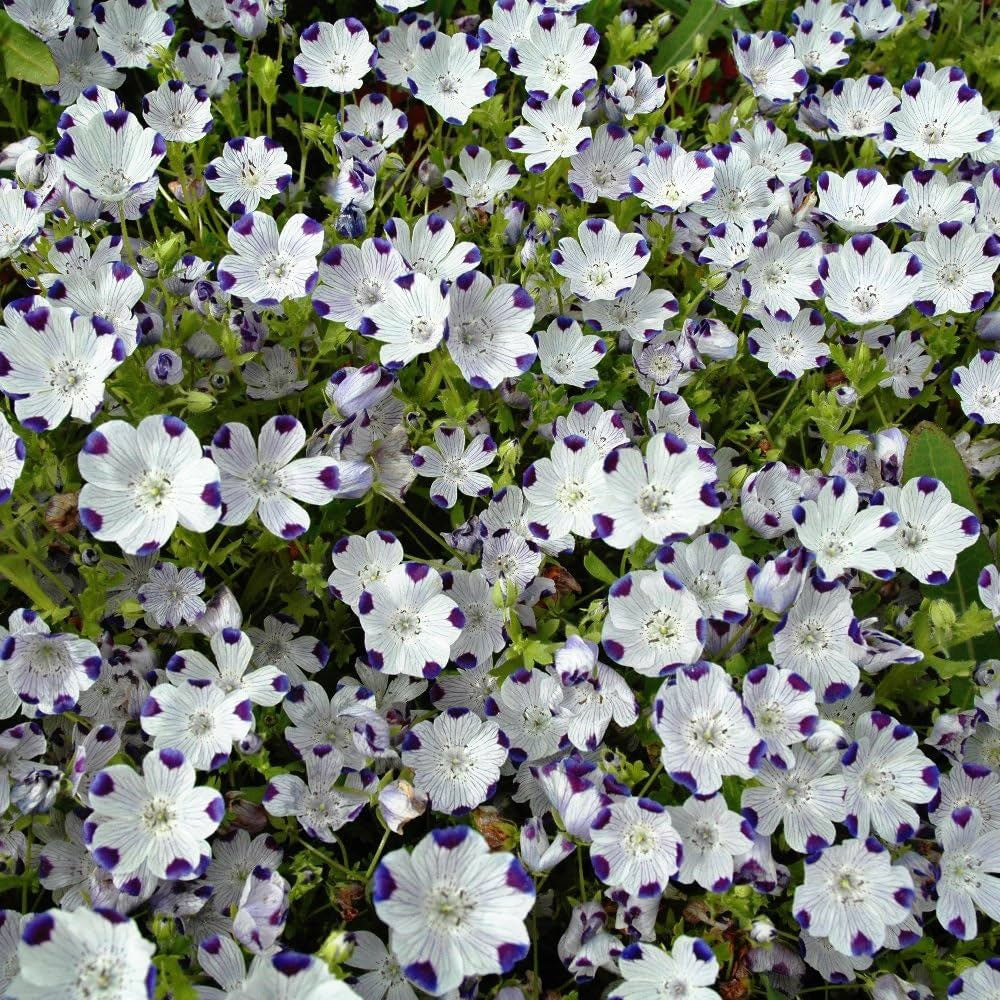 Nemophila 'Five Spot' - 350 seeds (Nemophila maculata)