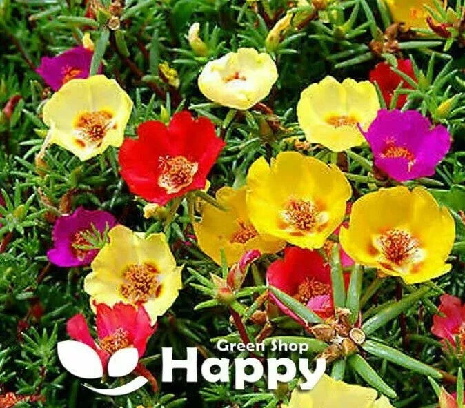 Moss Rose Single - 3000 seeds (Portulaca Grandiflora)