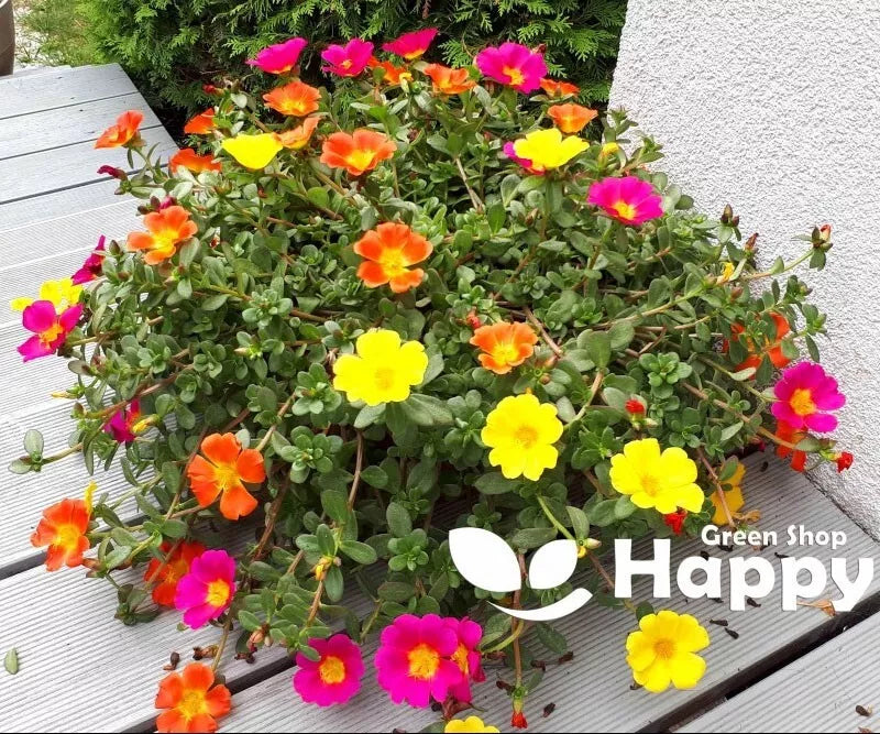 Moss Rose Single - 3000 seeds (Portulaca Grandiflora)