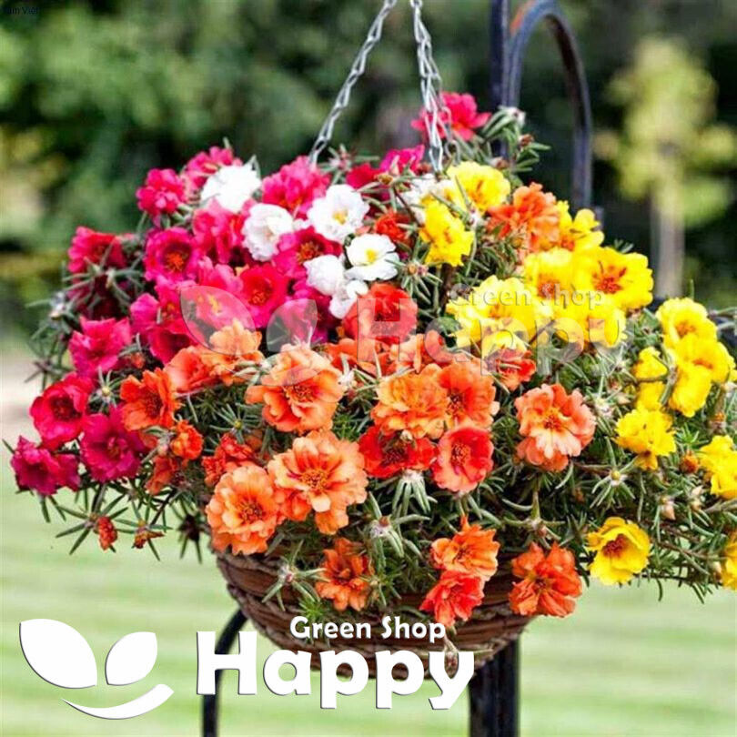 Moss Rose Double - 3500 seeds (Portulaca Grandiflora)