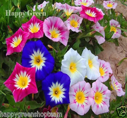 Morning glory 'Ensign' mixed - 110 seeds (Convolvulus Tricolor)