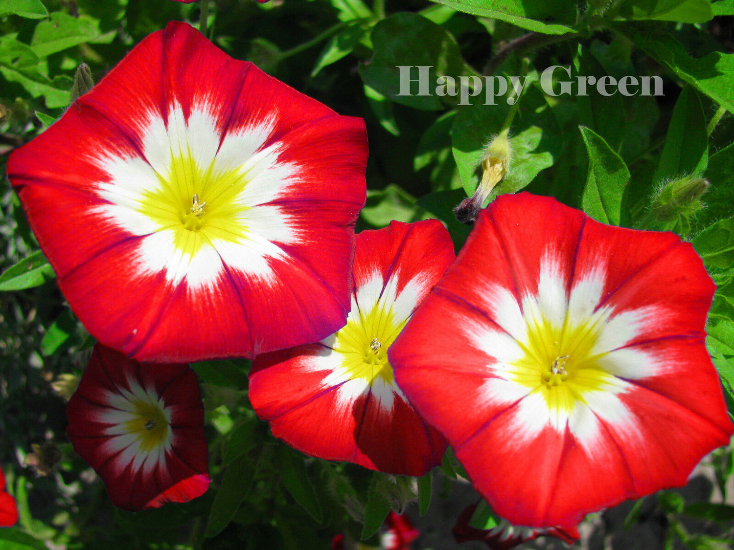 Morning glory 'Ensign' red - 110 seeds (Convolvulus Tricolor)