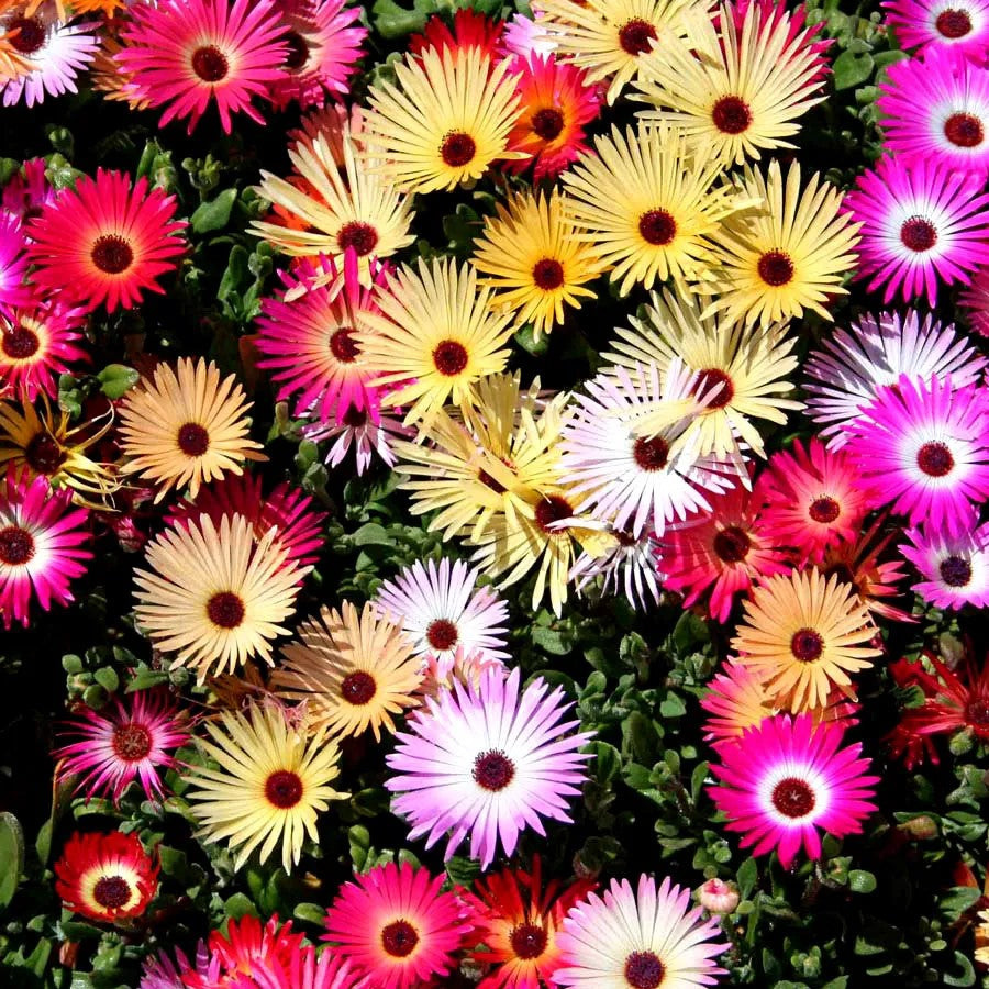 Livingstone Daisy Mixed - 1800 seeds (Dorotheanthus bellidiformis)