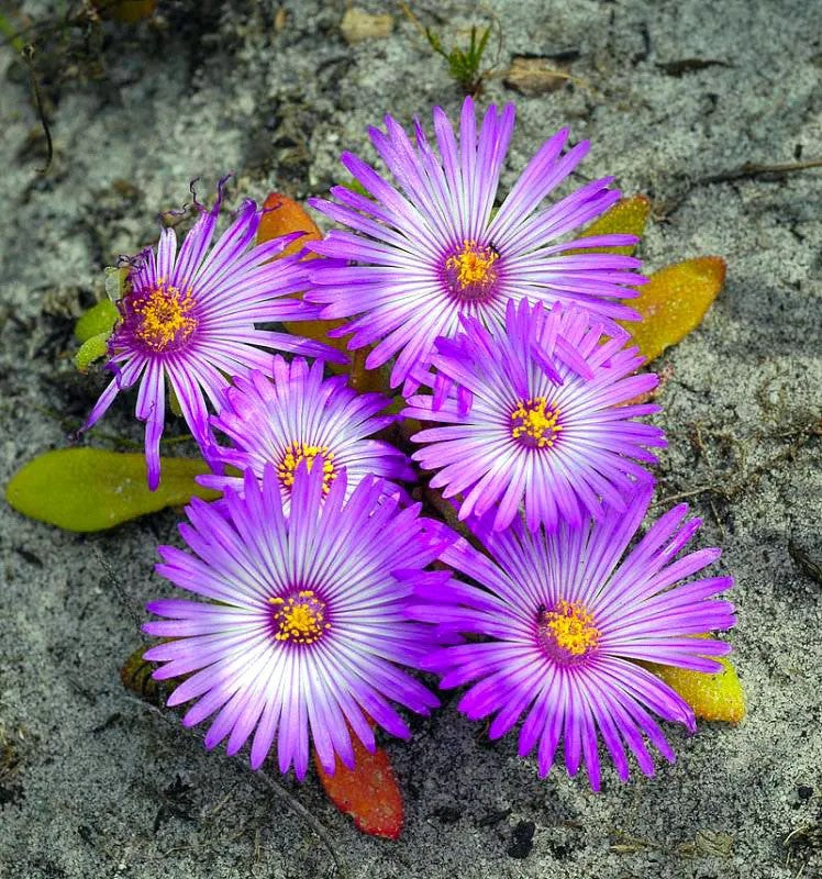 Livingstone Daisy Mixed - 1800 seeds (Dorotheanthus bellidiformis)
