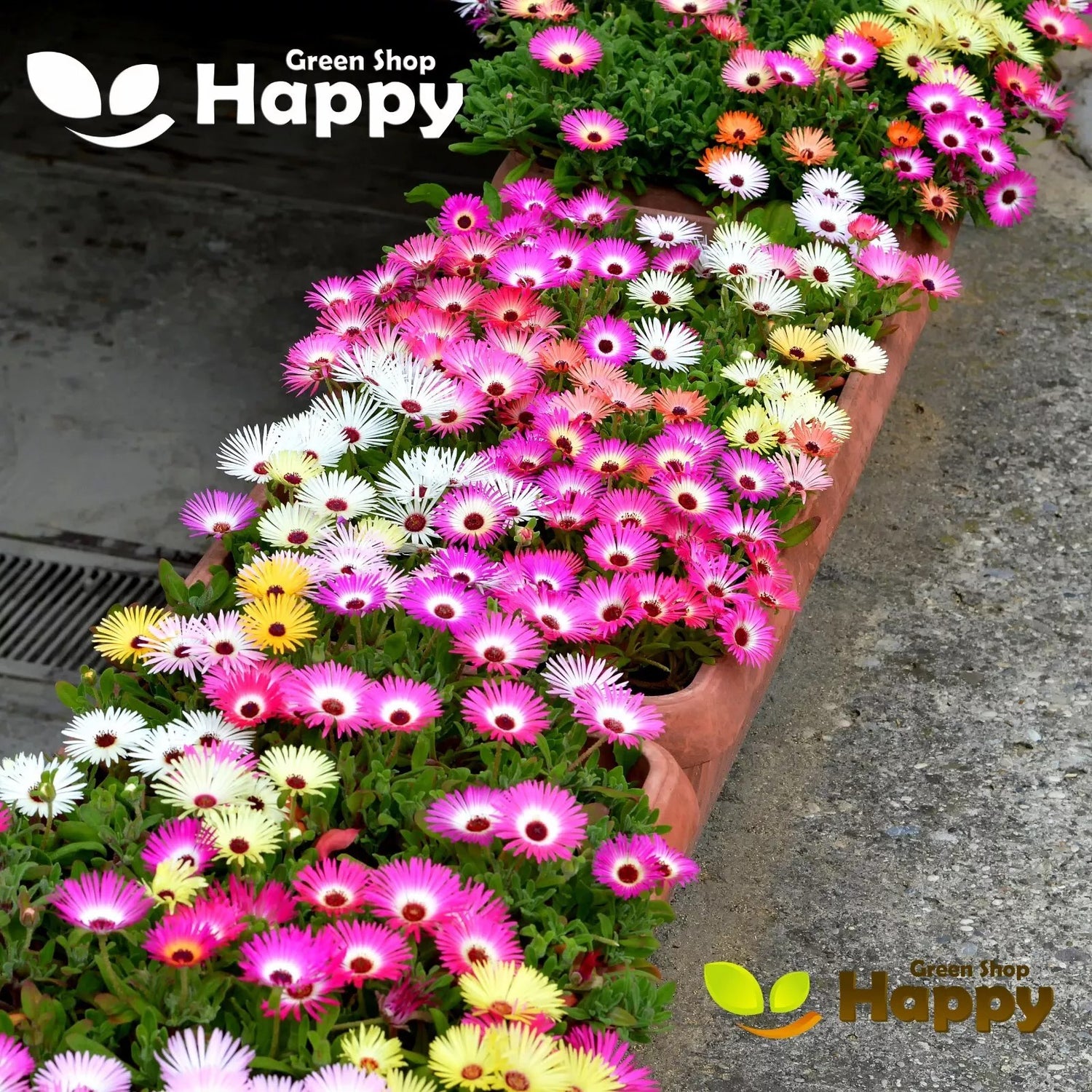 Livingstone Daisy Mixed - 1800 seeds (Dorotheanthus bellidiformis)