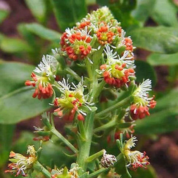 Garden Mignonette - 1200 seeds (Reseda Odorata)