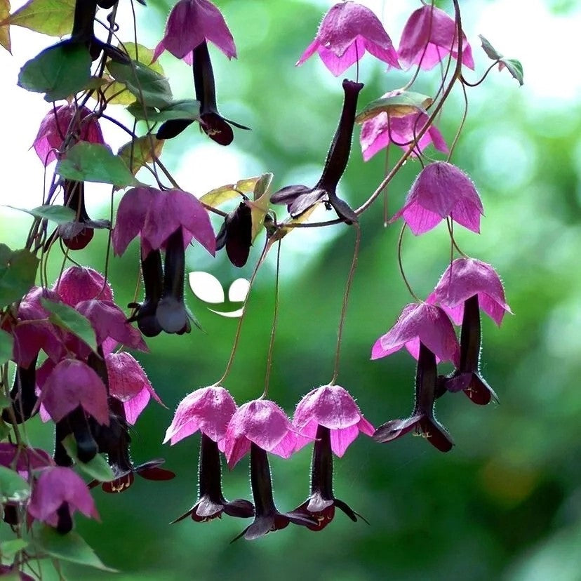 Purple bell vine - 10 seeds (Rhodochiton Atrosanguineus)