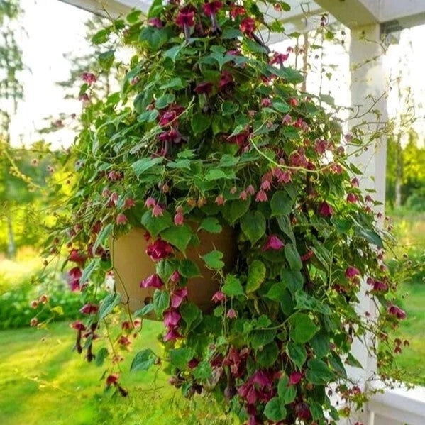 Purple bell vine - 10 seeds (Rhodochiton Atrosanguineus)