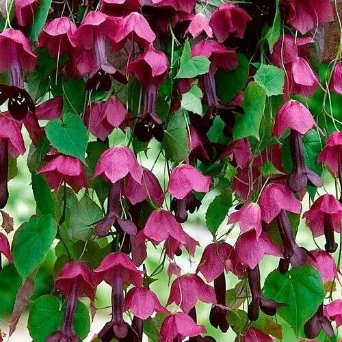 Purple bell vine - 10 seeds (Rhodochiton Atrosanguineus)