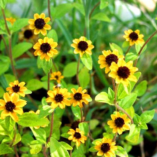 Creeping Zinnia 260 seeds (Sanvitalia Procumbens)