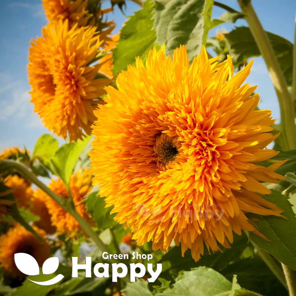 Dwarf Sunflower 'Teddy Bear' - 40 seeds (Helianthus Annuus)