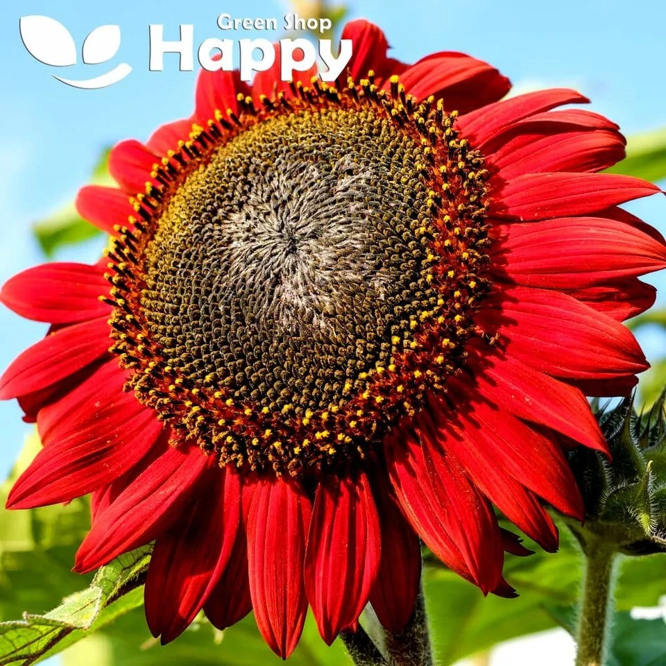 Sunflower tall 'Red sun' - 100 seeds  (Helianthus annuus)