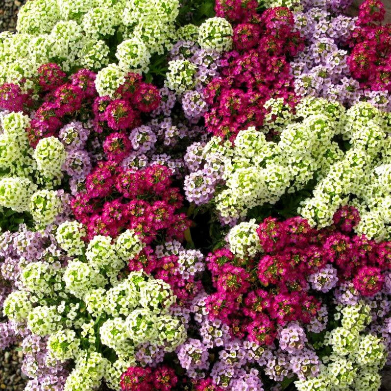 Alyssum 'Magic cicrles' mix - 2000 seeds (Lobularia maritima)