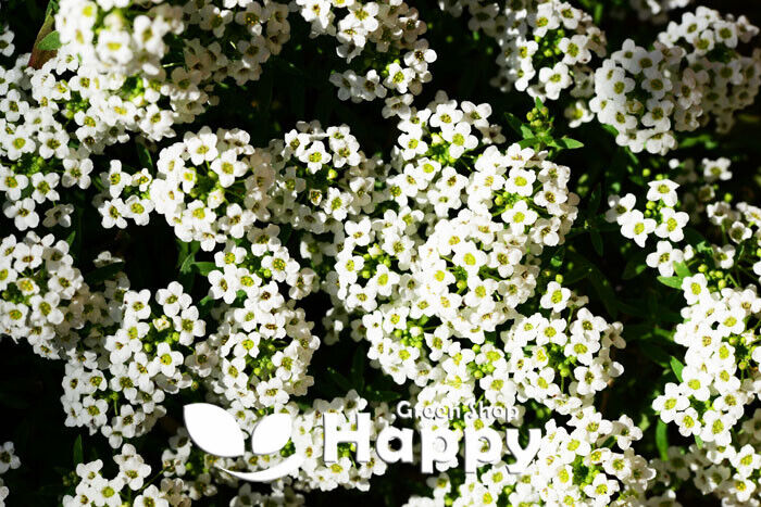 Alyssum 'New carpet of snow' - 1600 seeds (Lobularia maritima)