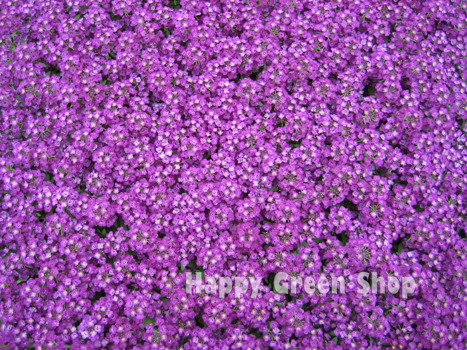 Alyssum 'Royal Carpet' - 1600 seeds (Lobularia maritima)