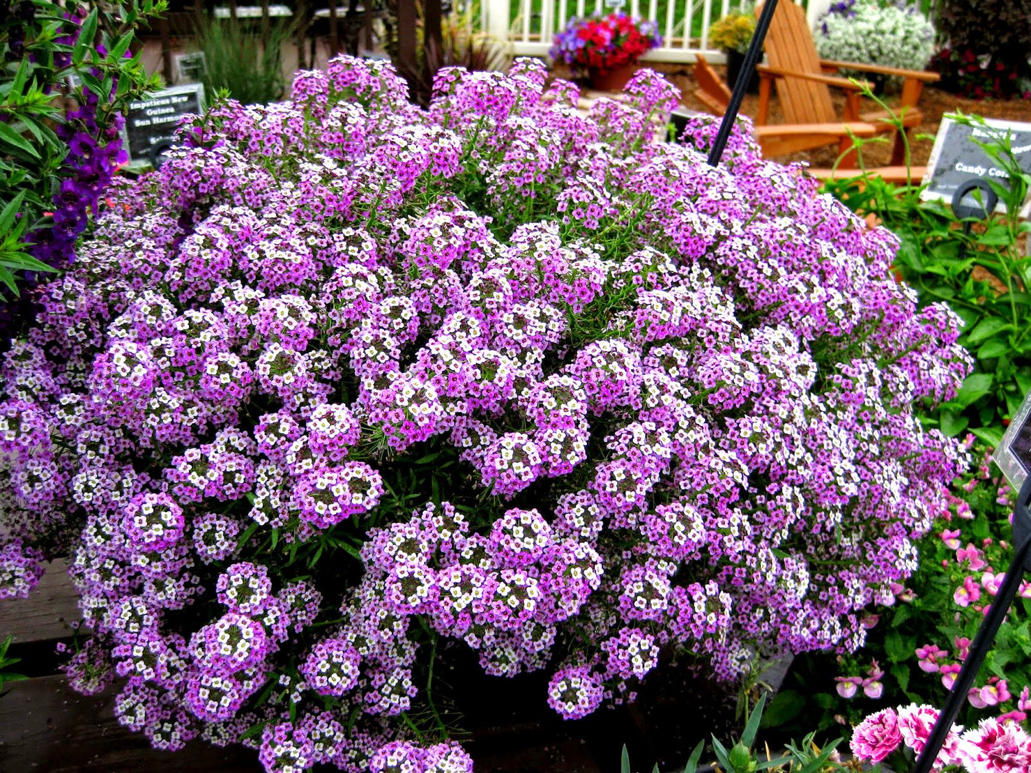 Alyssum 'Royal Carpet' - 1600 seeds (Lobularia maritima)
