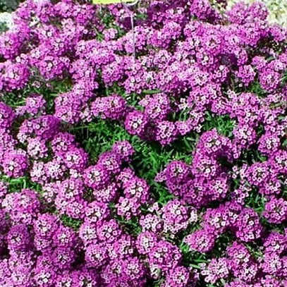 Alyssum 'Rosie O'Day' - 1600 seeds (Lobularia maritima) Rose-pink Carpet forming