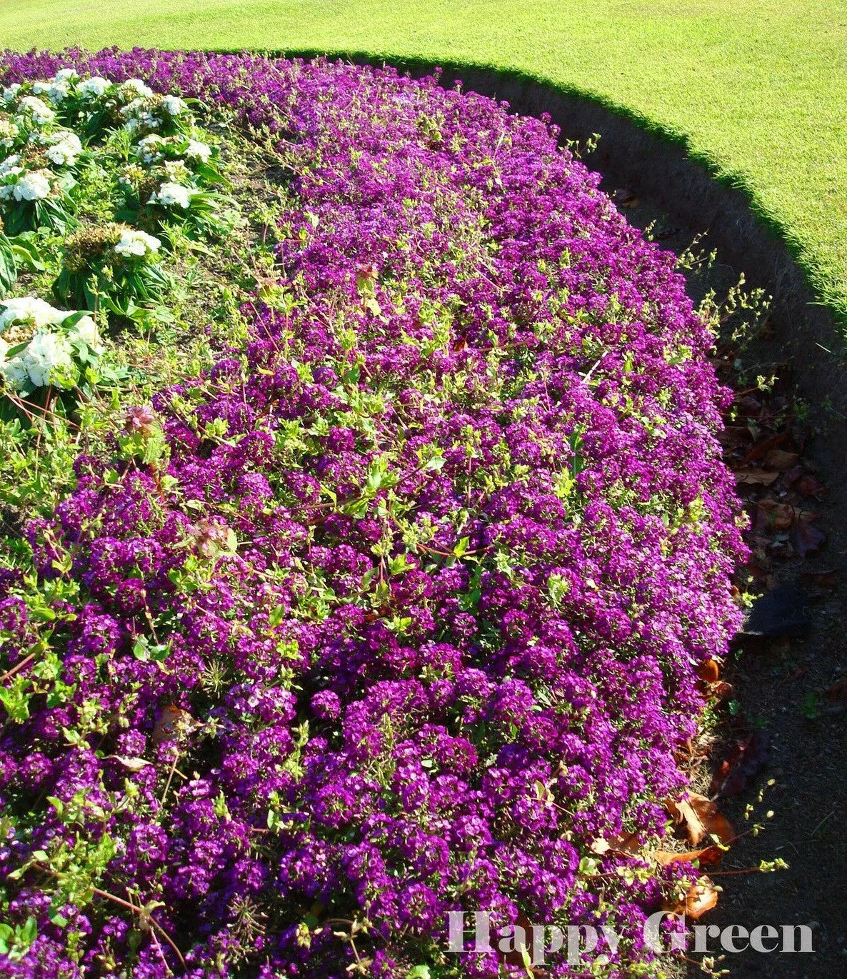 Alyssum 'Oriental nights' - 1600 seeds (Lobularia maritima)