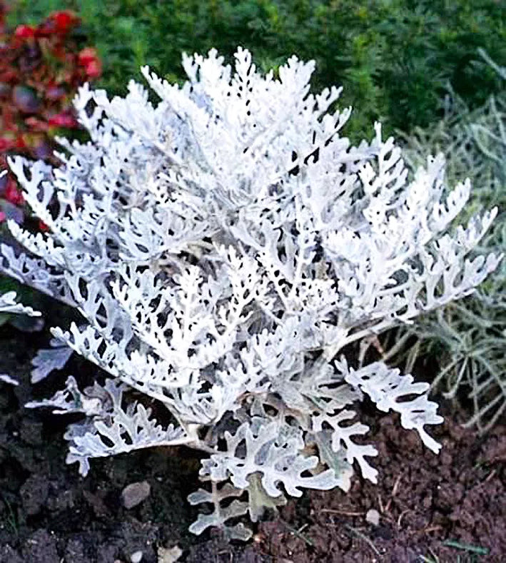 Silver Dust Dusty Miller - 250 seeds (Cineraria maritima candicans)