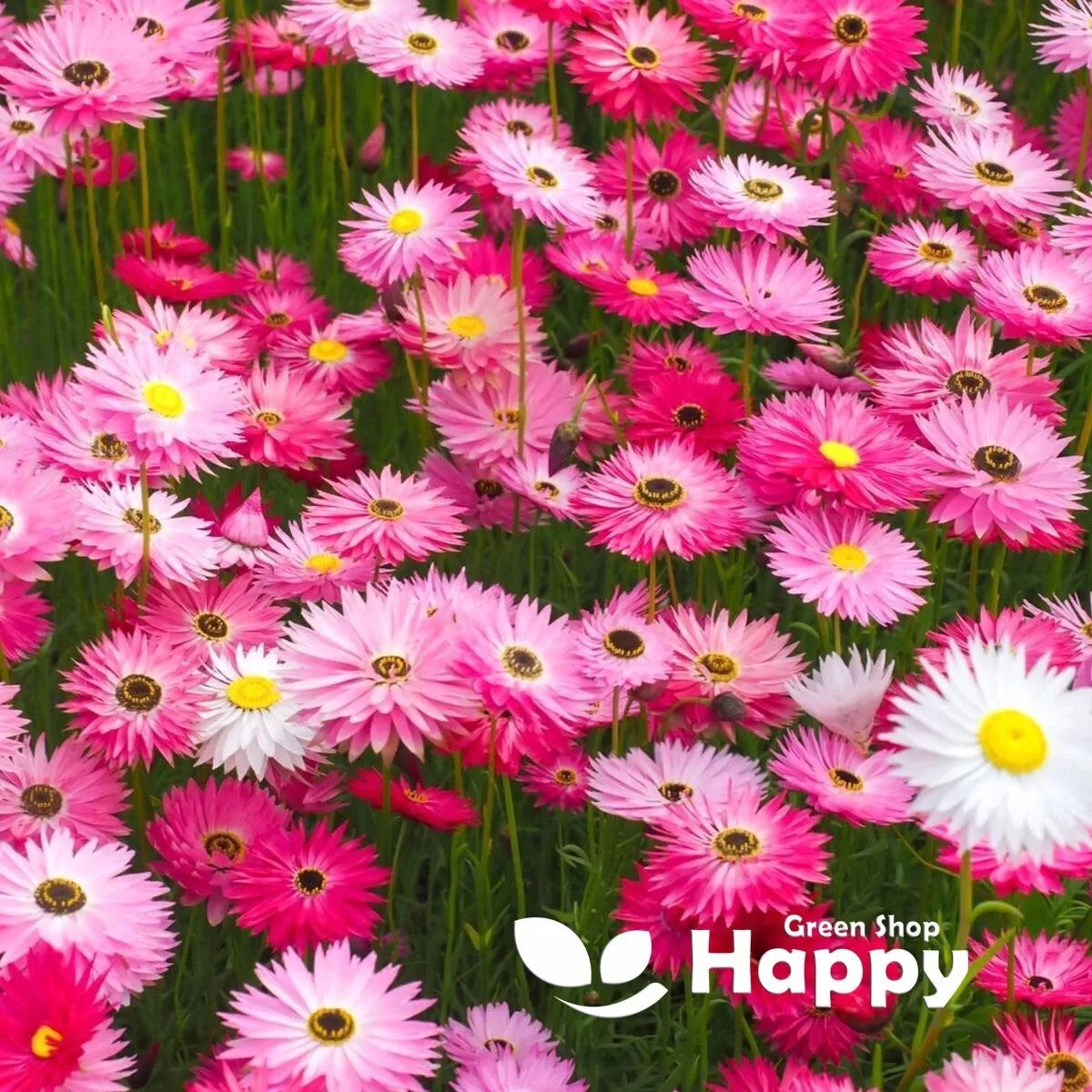 Paper Daisy Everlasting Giant flowered mixture - 550 seeds