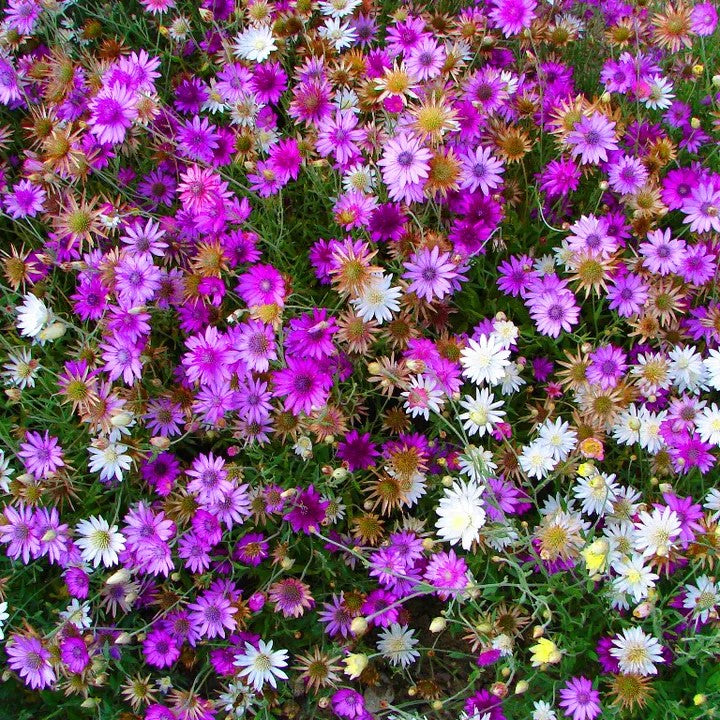 Paper Daisy Immortelle Mix - 400 seeds (Xeranthemum annuum)