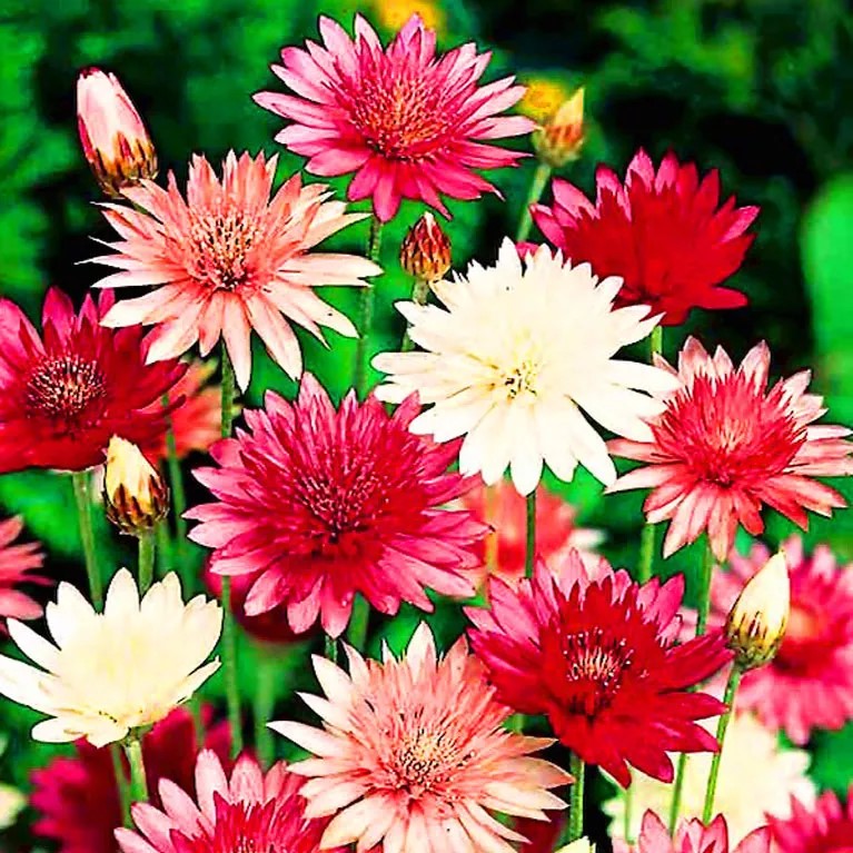 Paper Daisy Immortelle Mix - 400 seeds (Xeranthemum annuum)