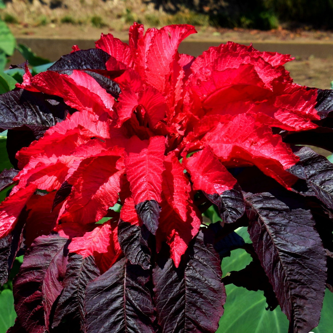 Amaranthus Joseph's Coat - 650 seeds (Amaranthus Tricolor)