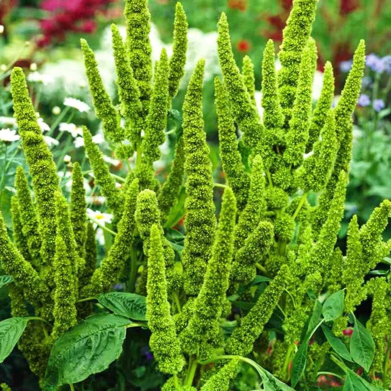 Green Amaranth Thumb - 500 seeds (Amaranthus Paniculatus)