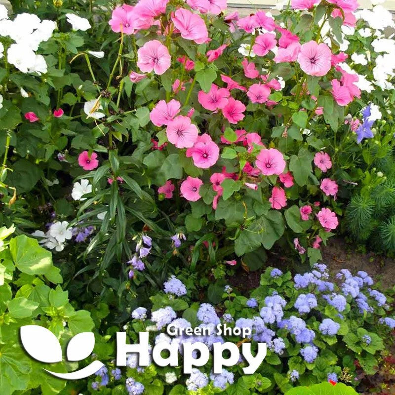 Rose Mallow mix - 300 seeds (Lavatera trimestris)